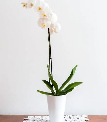 Delizioso In Centro! Fano